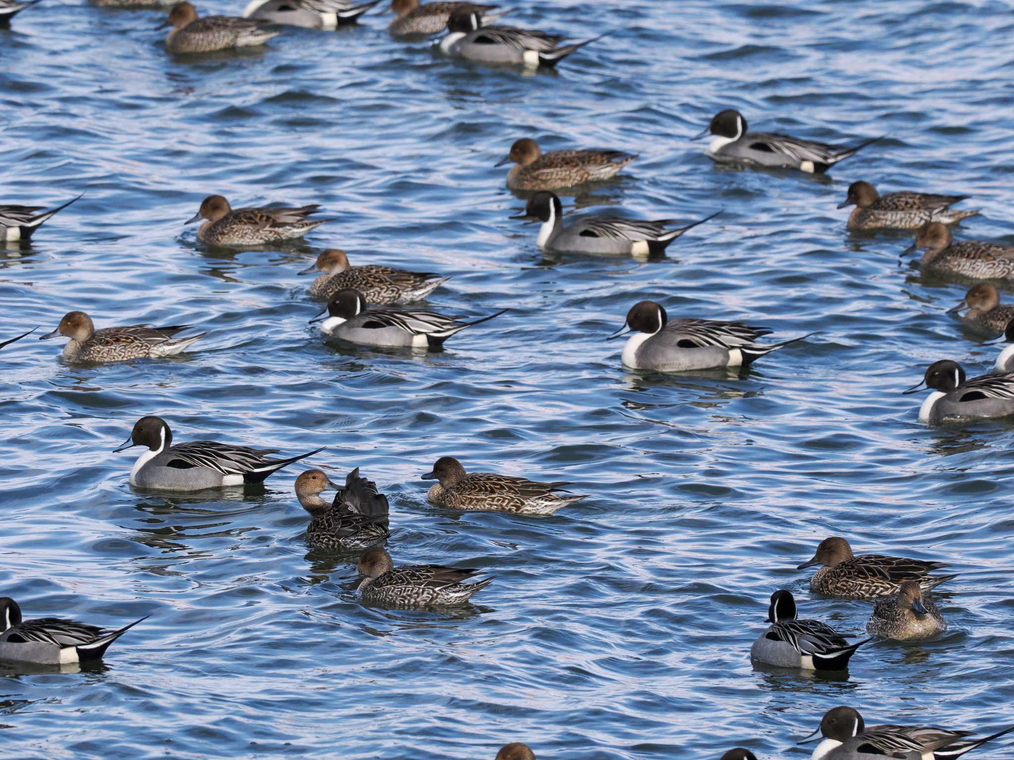 Northern Pintail