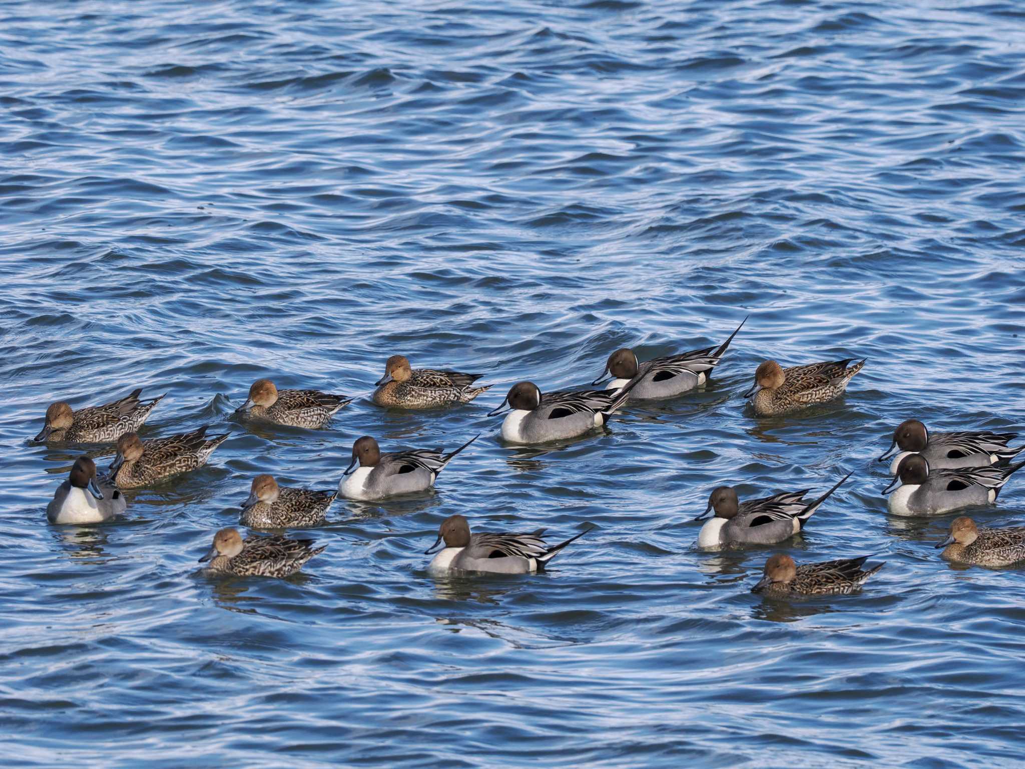 Photo of Northern Pintail at 石狩 茨戸川 by 98_Ark (98ｱｰｸ)