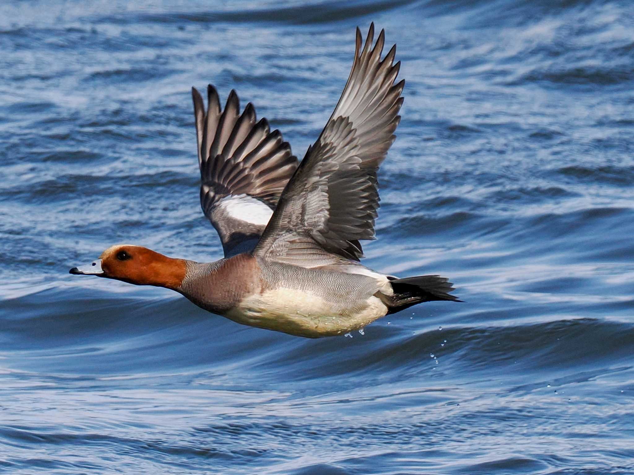 Photo of Eurasian Wigeon at 石狩 茨戸川 by 98_Ark (98ｱｰｸ)