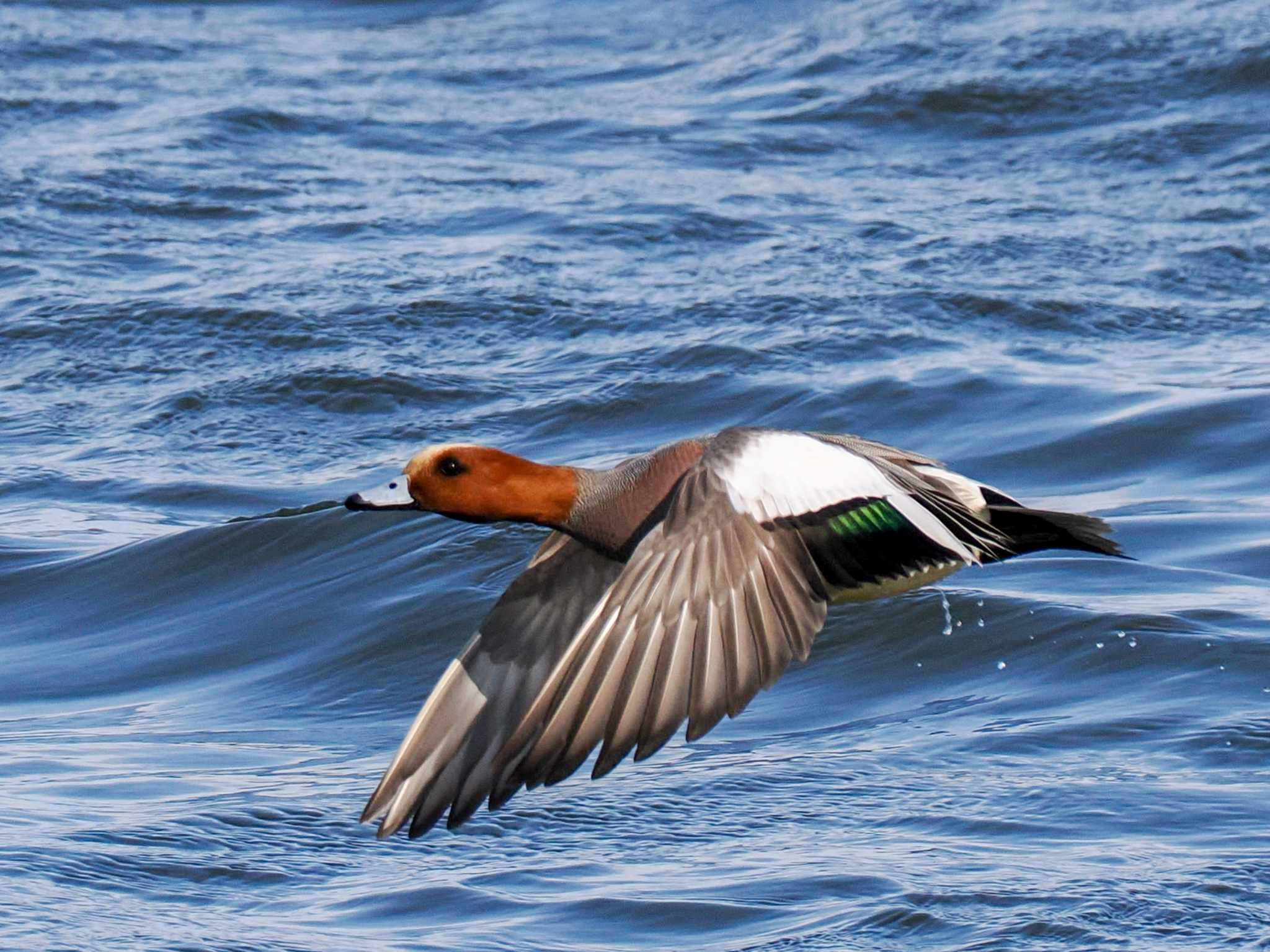 Photo of Eurasian Wigeon at 石狩 茨戸川 by 98_Ark (98ｱｰｸ)