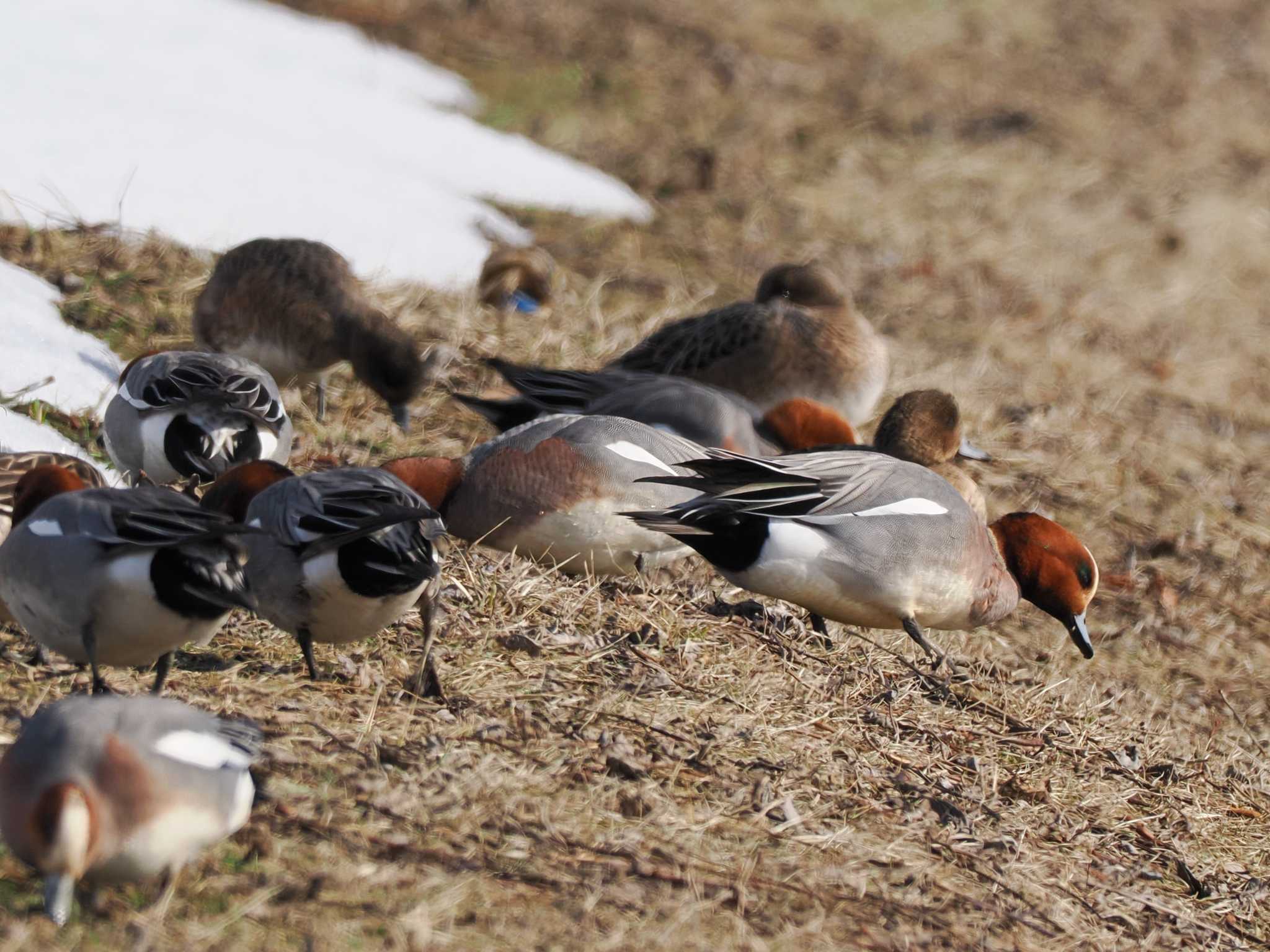 Photo of Eurasian Wigeon at 石狩 茨戸川 by 98_Ark (98ｱｰｸ)