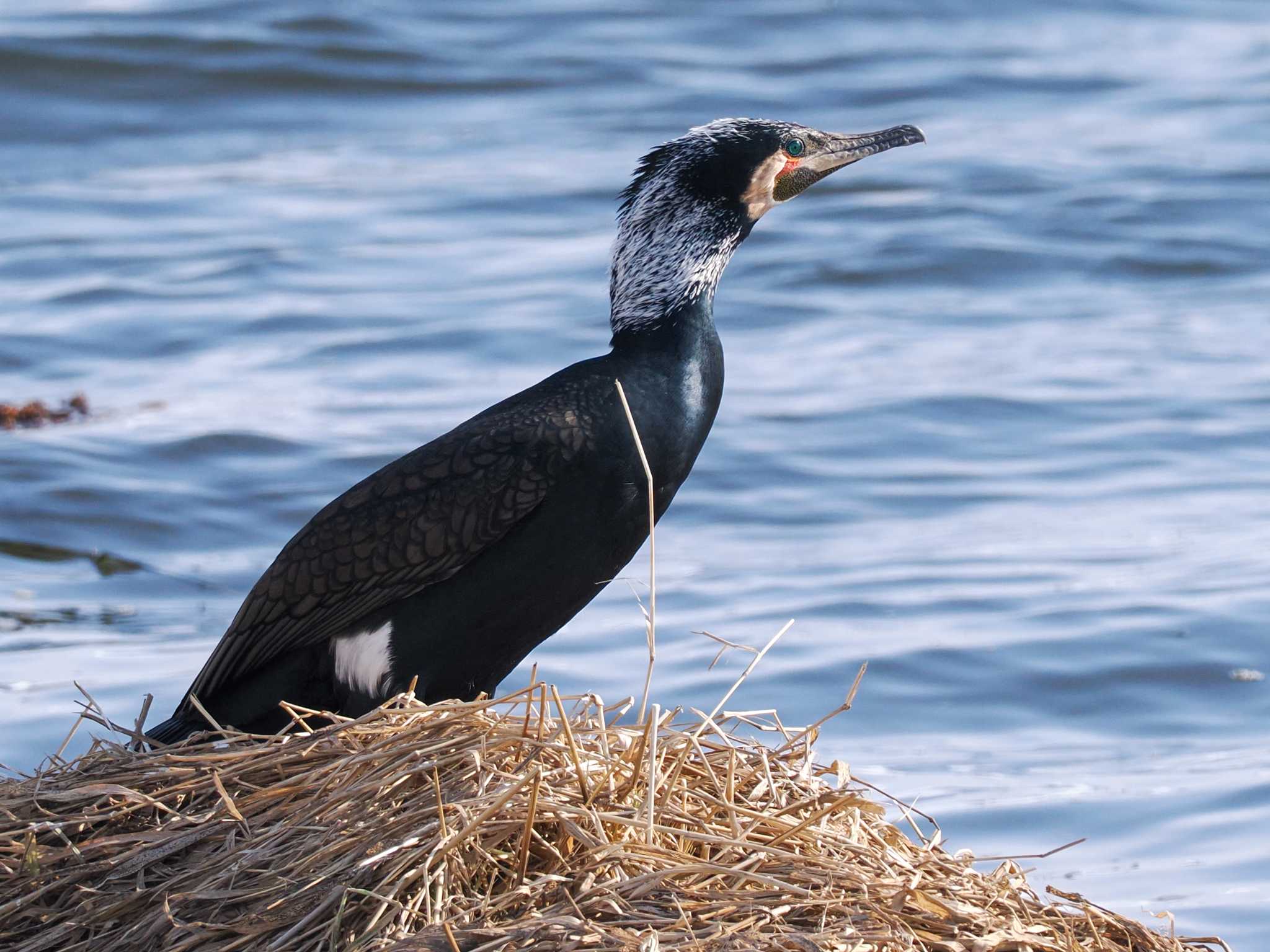 Photo of Great Cormorant at 石狩 茨戸川 by 98_Ark (98ｱｰｸ)