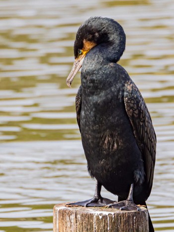 Great Cormorant 大濠公園 Mon, 3/4/2024