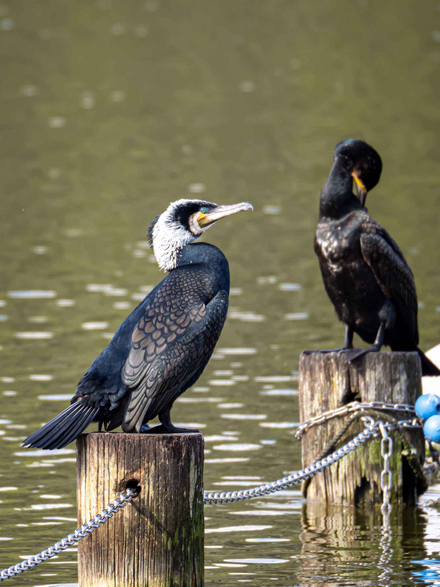 Photo of Great Cormorant at 大濠公園 by かいんぷす