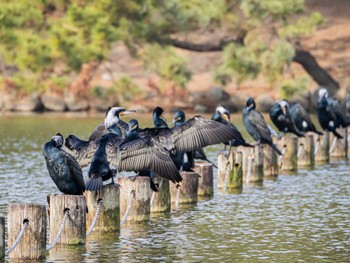 カワウ 大濠公園 2024年3月4日(月)