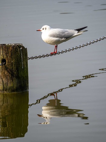 Black-headed Gull 大濠公園 Mon, 3/4/2024