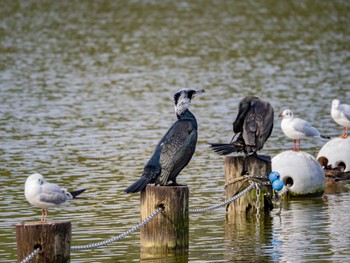 カワウ 大濠公園 2024年3月4日(月)