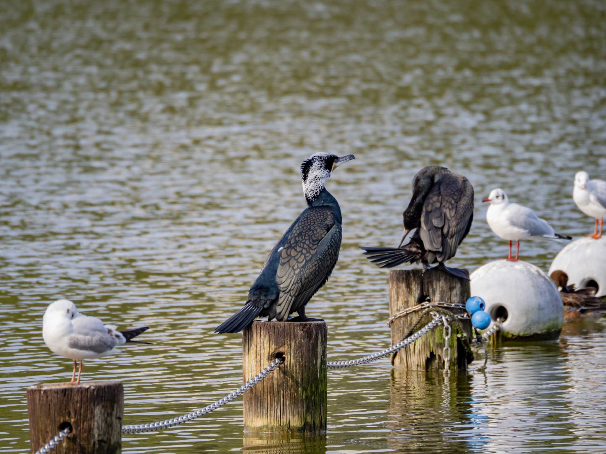 Photo of Great Cormorant at 大濠公園 by かいんぷす