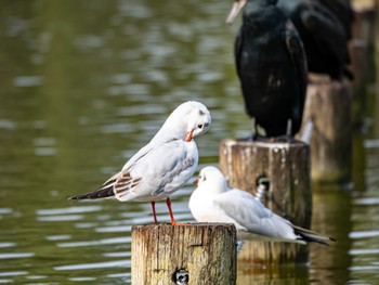 ユリカモメ 大濠公園 2024年3月4日(月)