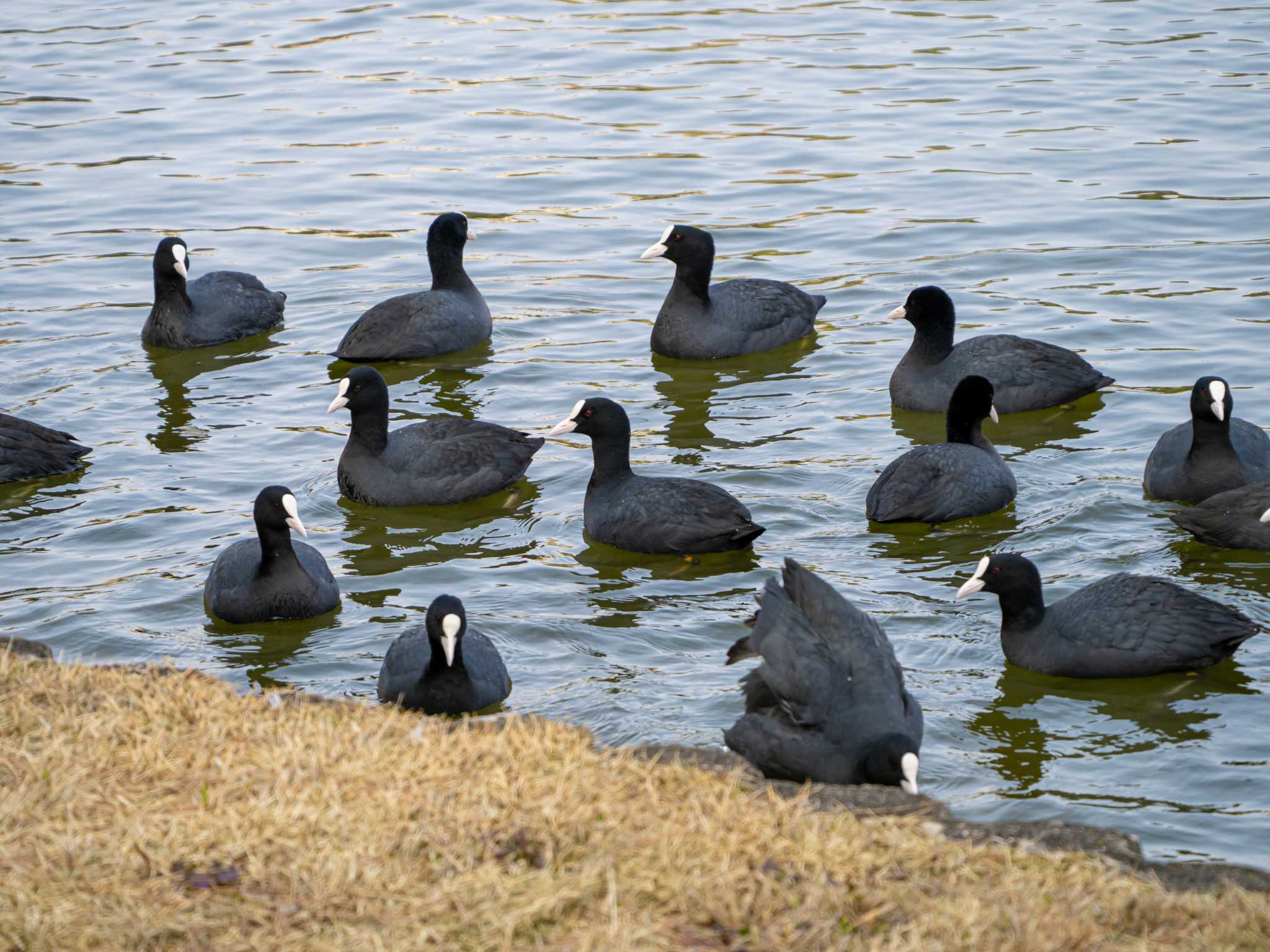 Photo of Eurasian Coot at 大濠公園 by かいんぷす