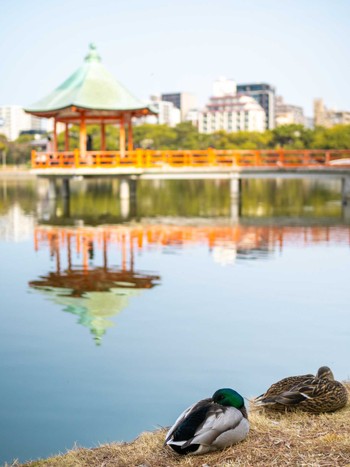 Mallard 大濠公園 Mon, 3/4/2024