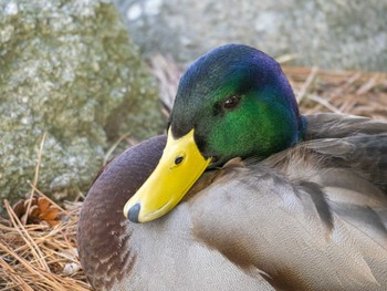 マガモ 大濠公園 2024年3月4日(月)