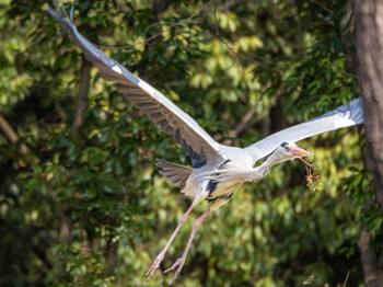 Grey Heron 大濠公園 Mon, 3/4/2024