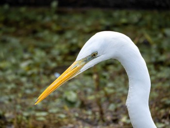 Great Egret 今津干潟 Mon, 3/4/2024