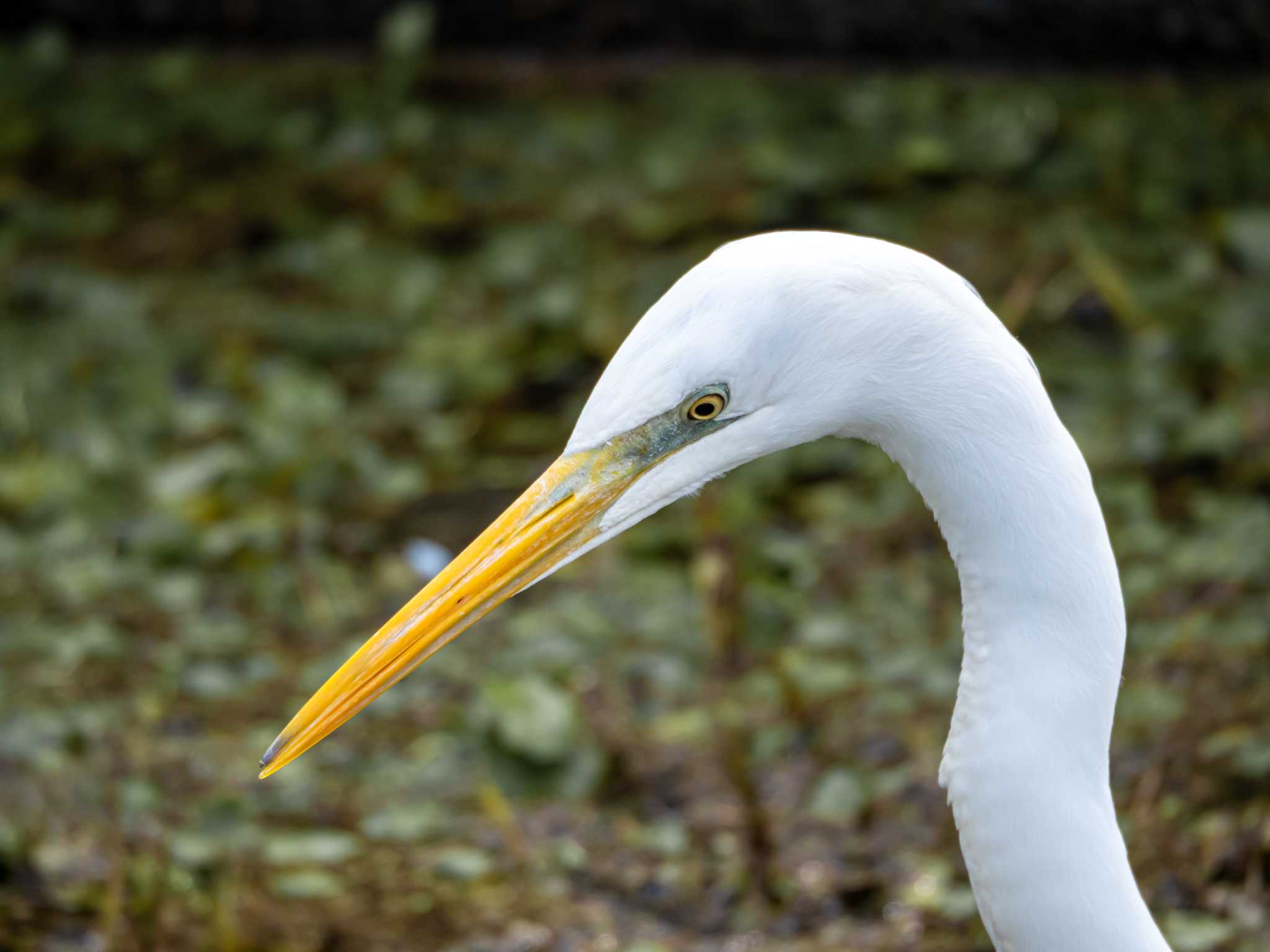 Photo of Great Egret at 今津干潟 by かいんぷす