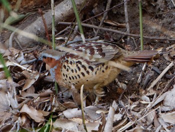 Chinese Bamboo Partridge 横浜市立金沢自然公園 Fri, 3/22/2024