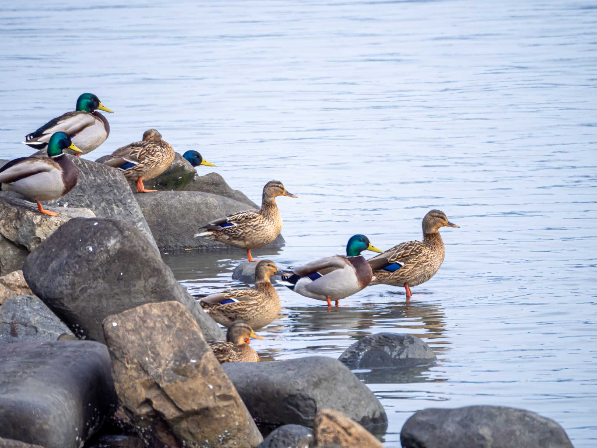 Photo of Mallard at 今津干潟 by かいんぷす