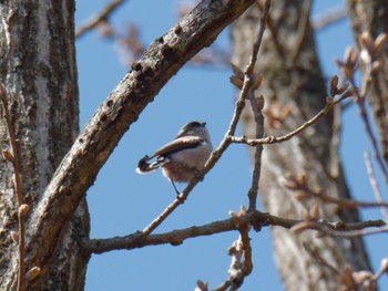 Long-tailed Tit 横浜市立金沢自然公園 Fri, 3/22/2024