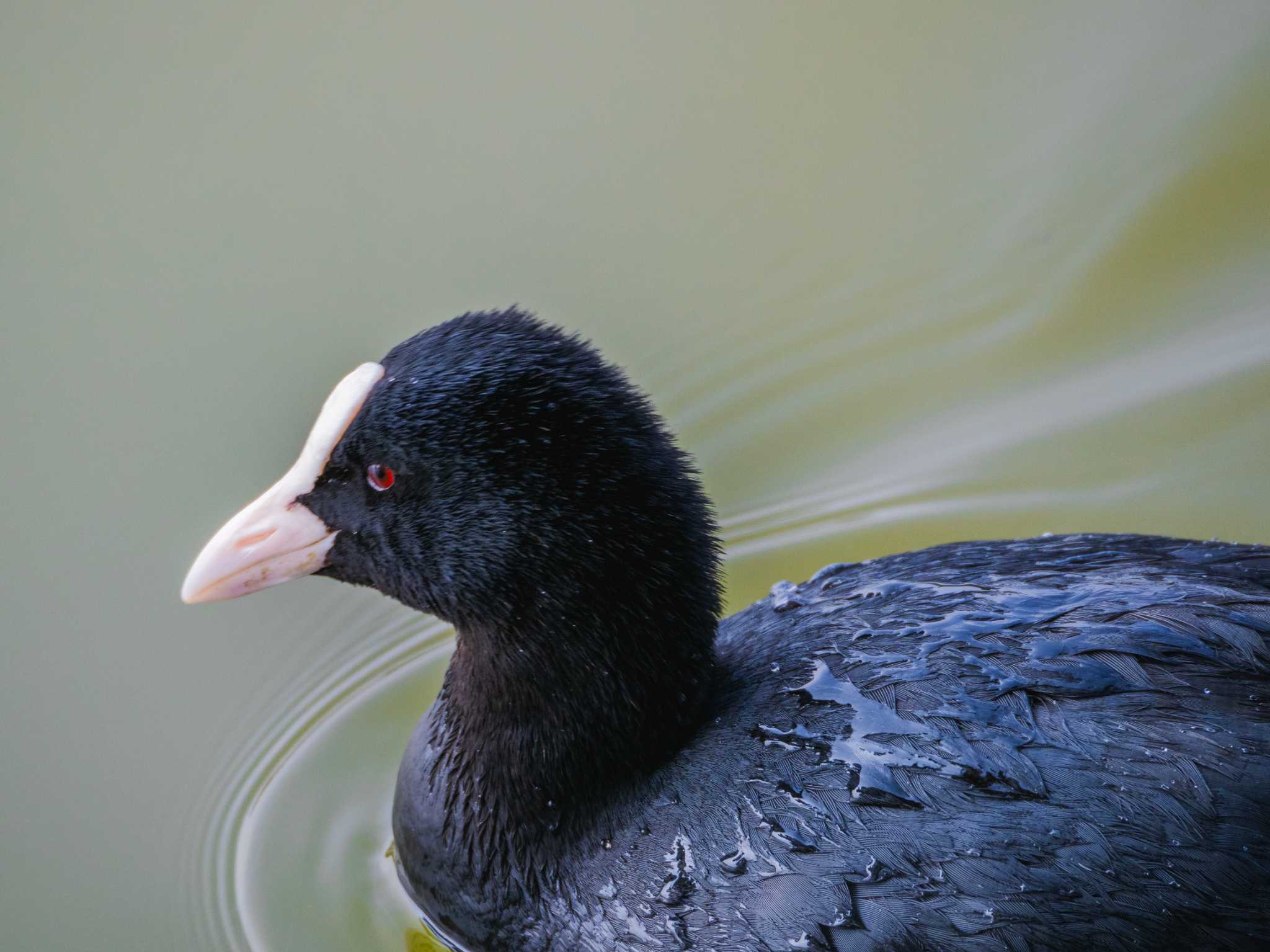 Photo of Eurasian Coot at 大濠公園 by かいんぷす