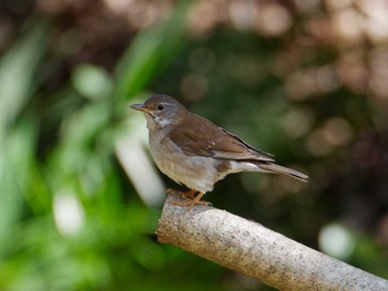 Pale Thrush 横浜市立金沢自然公園 Fri, 3/22/2024