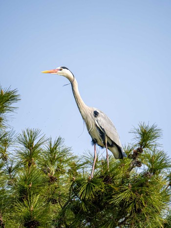 アオサギ 大濠公園 2024年3月4日(月)