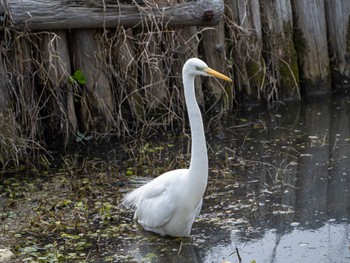 Great Egret 今津干潟 Mon, 3/4/2024