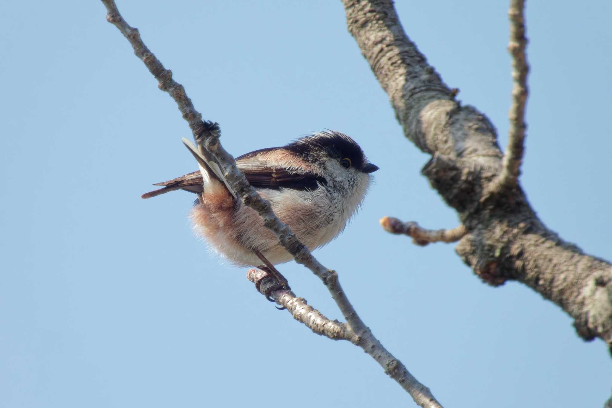 Photo of Long-tailed Tit at 京都府 by Syun