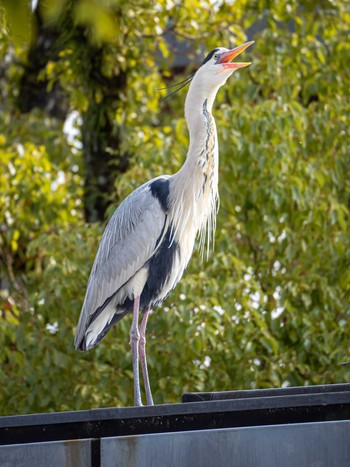 Grey Heron 大濠公園 Mon, 3/4/2024