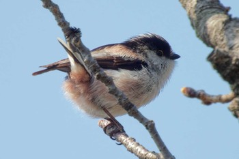 Long-tailed Tit 京都府 Wed, 3/20/2024