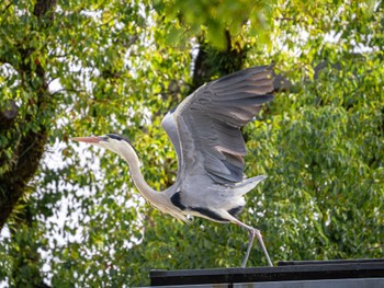 Grey Heron 大濠公園 Mon, 3/4/2024