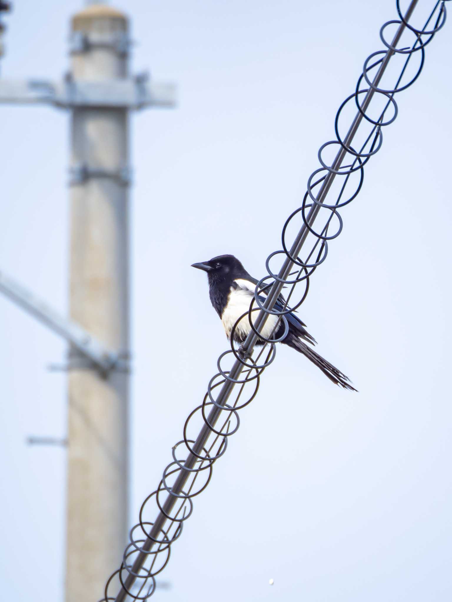 Photo of Eurasian Magpie at 今津干潟 by かいんぷす