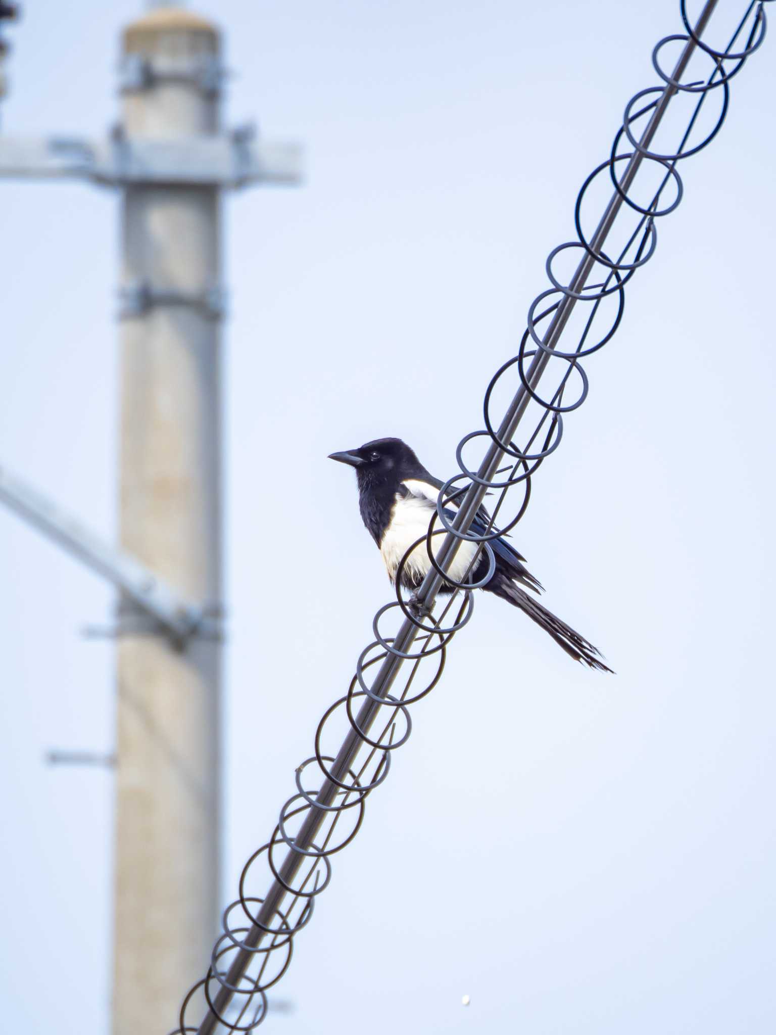 Eurasian Magpie