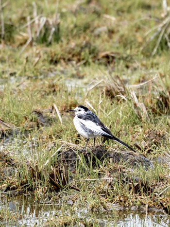 White Wagtail 今津干潟 Mon, 3/4/2024