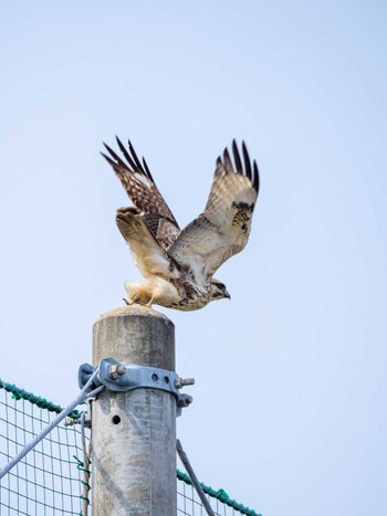 Eastern Buzzard 今津干潟 Mon, 3/4/2024