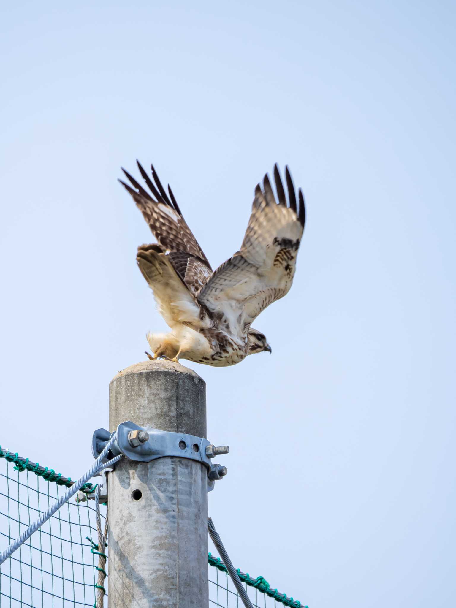 Photo of Eastern Buzzard at 今津干潟 by かいんぷす