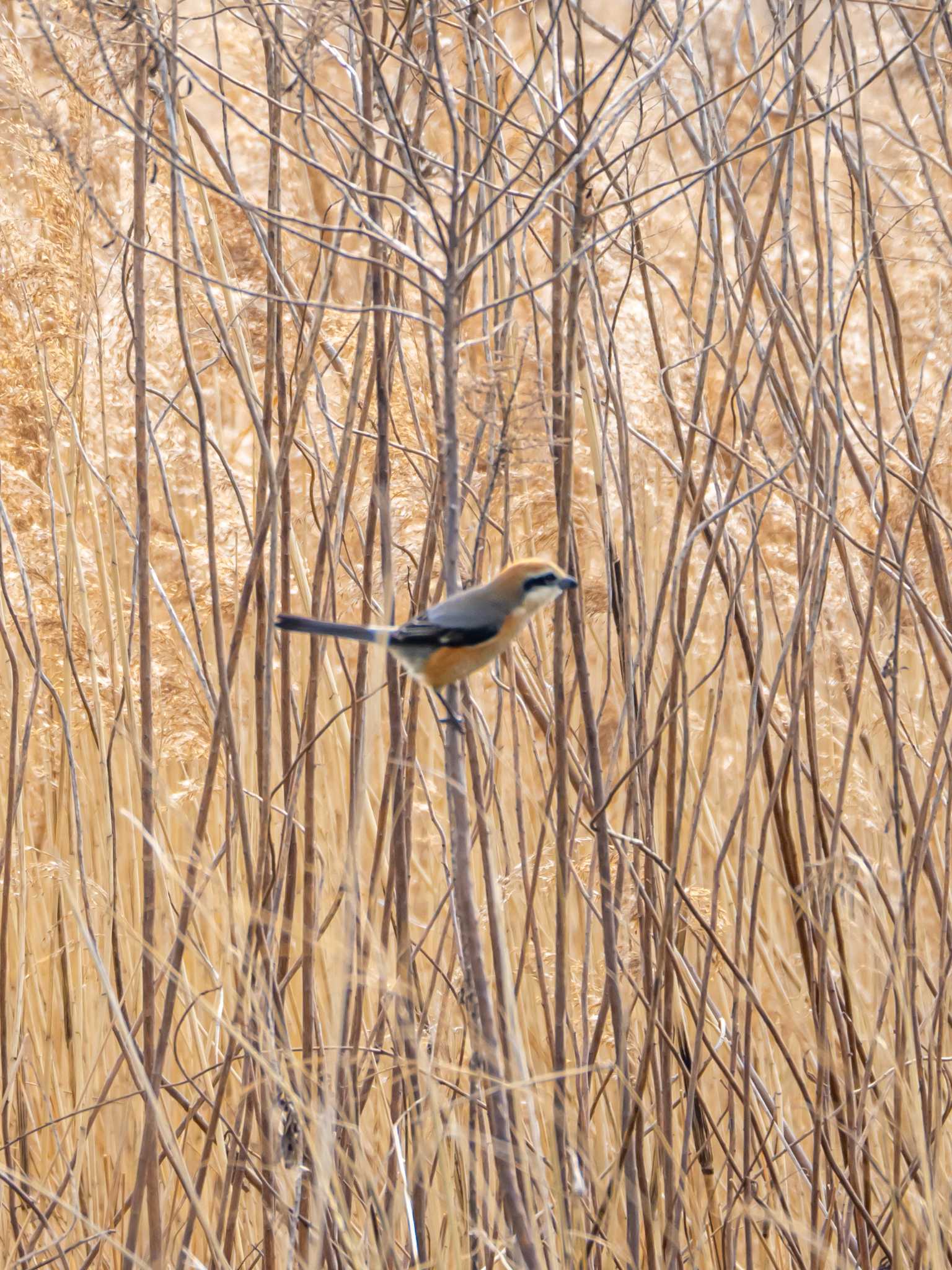 Photo of Bull-headed Shrike at 今津干潟 by かいんぷす