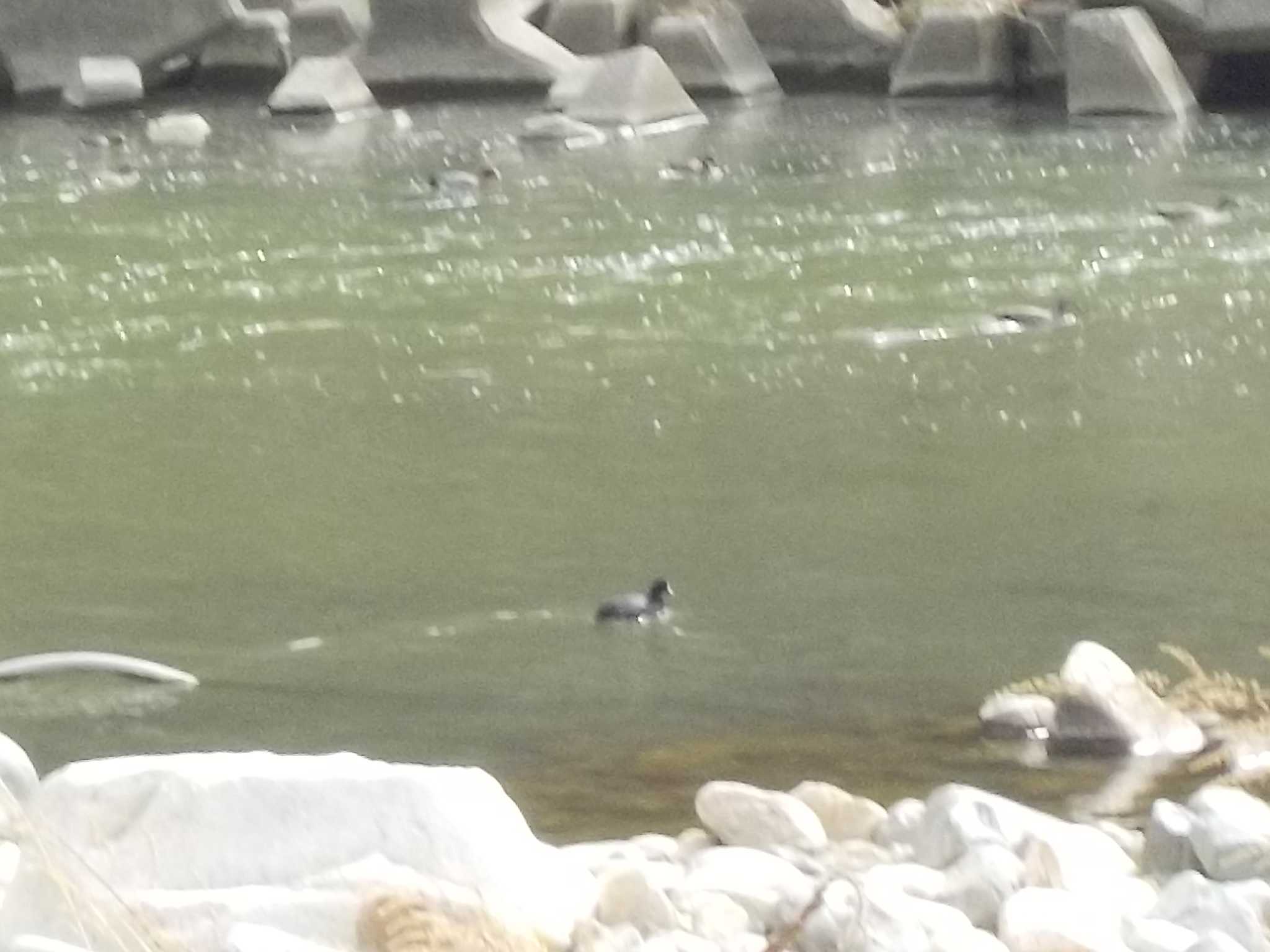 Photo of Eurasian Coot at 武庫川 by エナガ