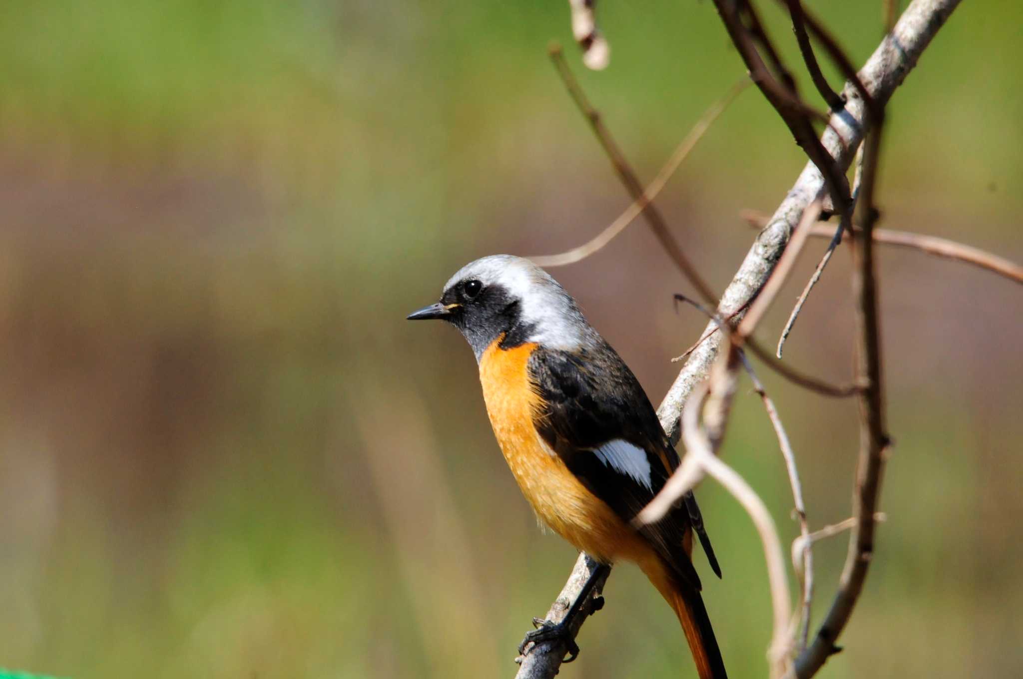 Photo of Daurian Redstart at Kitamoto Nature Observation Park by Nao