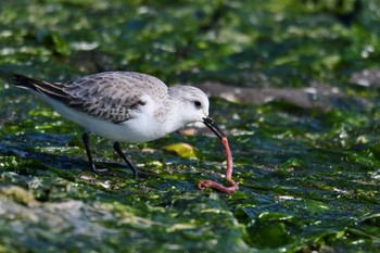 ミユビシギ ふなばし三番瀬海浜公園 2018年12月14日(金)