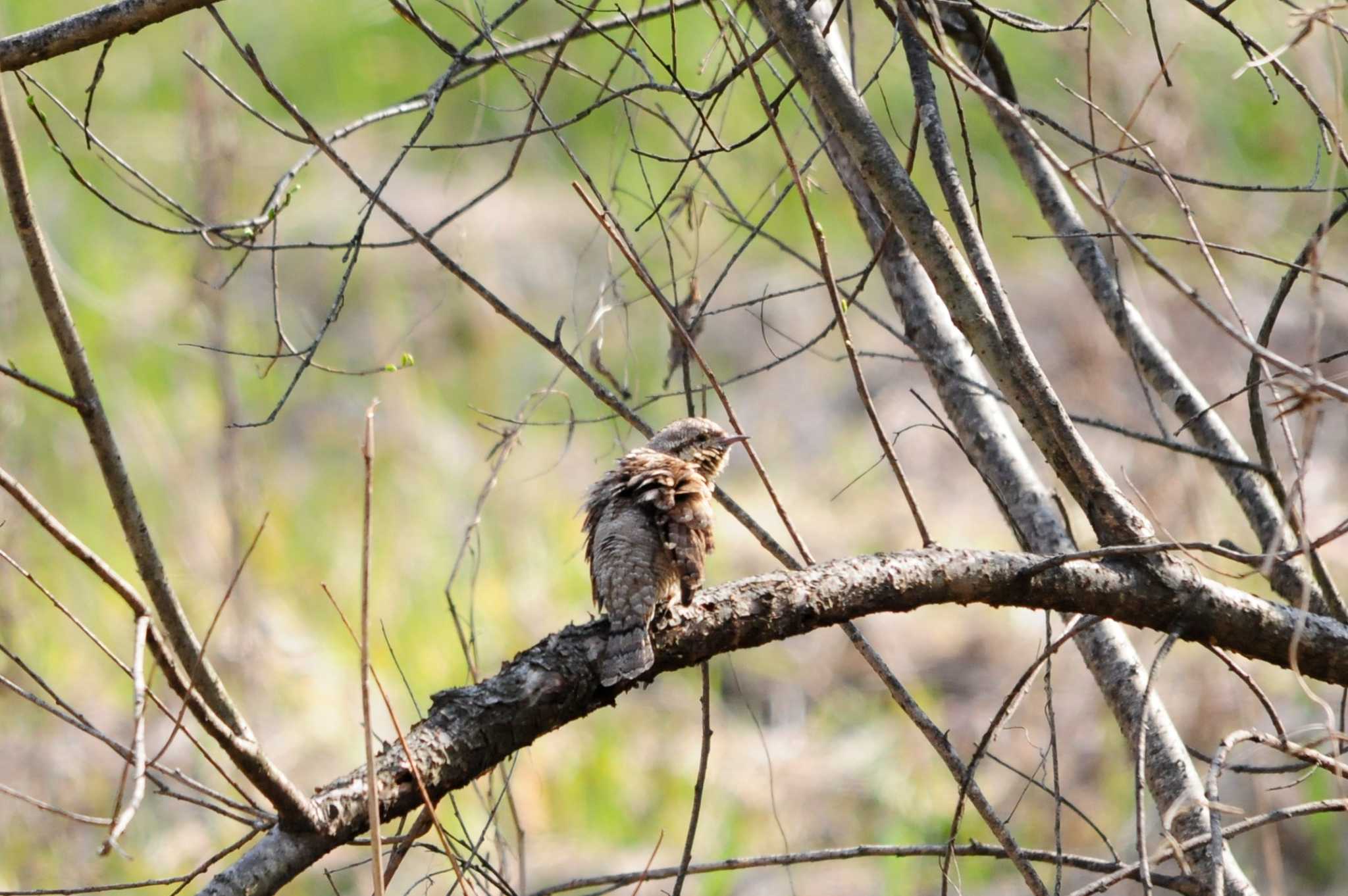 Photo of Eurasian Wryneck at Kitamoto Nature Observation Park by Nao