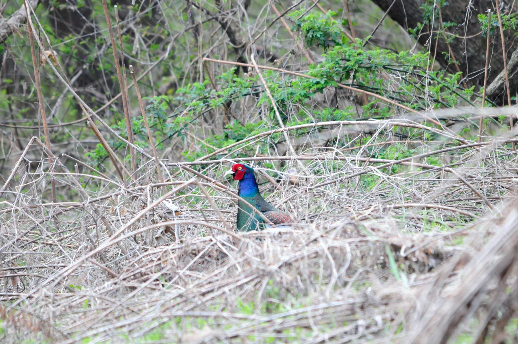 Photo of Green Pheasant at Kitamoto Nature Observation Park by Nao