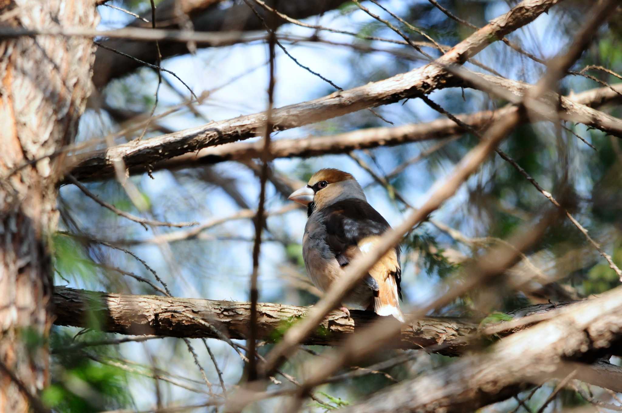 Photo of Hawfinch at Kitamoto Nature Observation Park by Nao