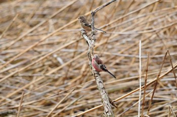 Siberian Long-tailed Rosefinch Kitamoto Nature Observation Park Fri, 3/26/2010