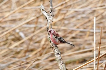 Siberian Long-tailed Rosefinch Kitamoto Nature Observation Park Fri, 3/26/2010