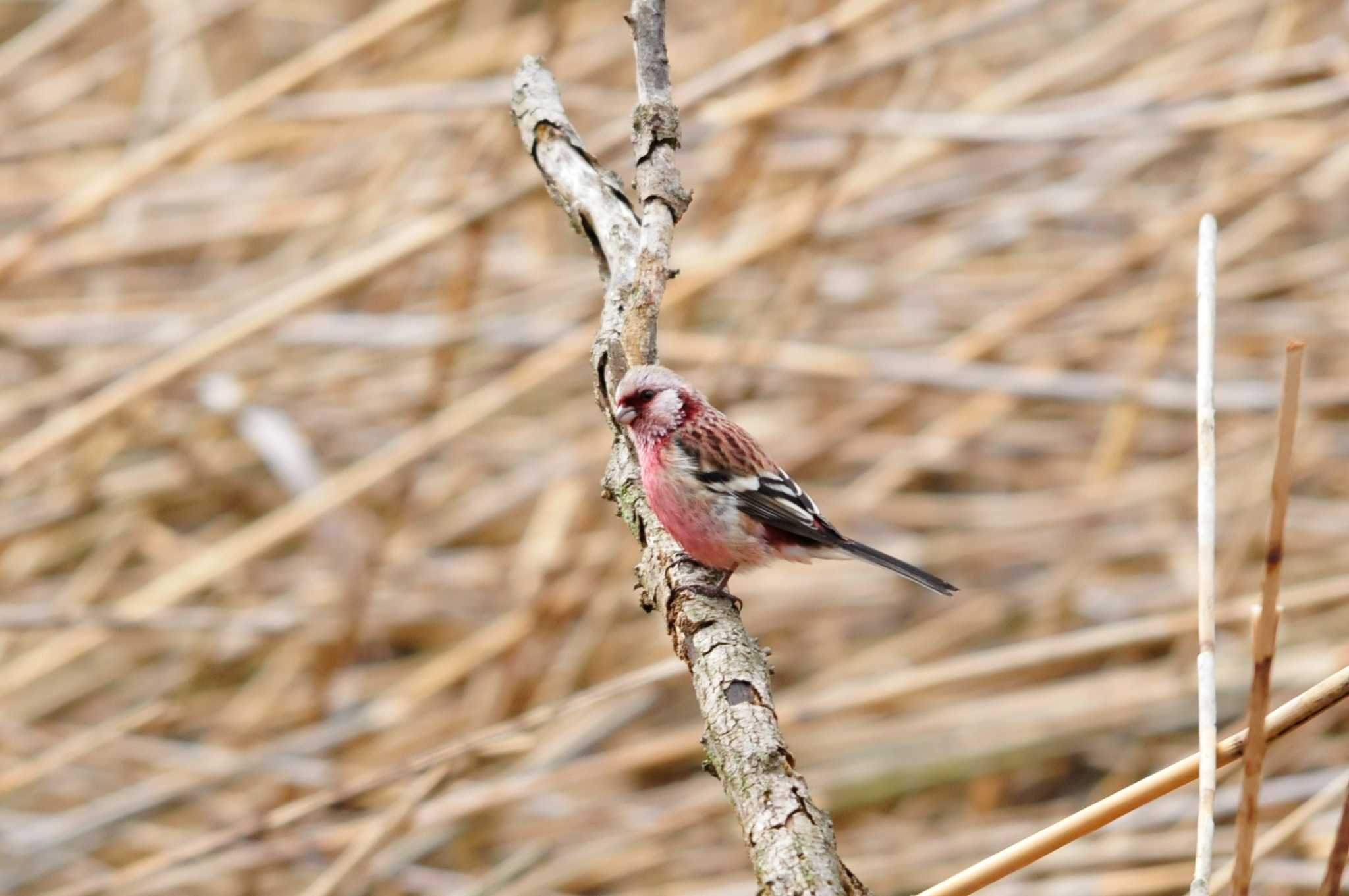 Photo of Siberian Long-tailed Rosefinch at Kitamoto Nature Observation Park by Nao