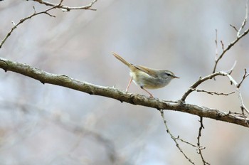 Eastern Crowned Warbler Kitamoto Nature Observation Park Fri, 3/26/2010