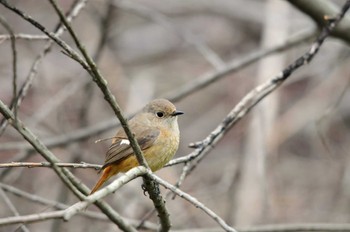 Daurian Redstart Kitamoto Nature Observation Park Fri, 3/26/2010