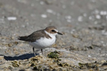 Kentish Plover Sambanze Tideland Fri, 12/14/2018