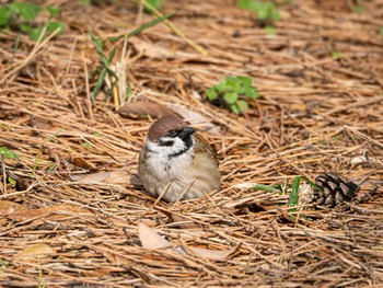 Eurasian Tree Sparrow 大濠公園 Mon, 3/4/2024