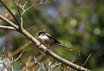 2024年3月22日(金) 井の頭公園の野鳥観察記録